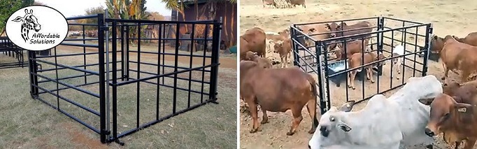 Creep feed kraal with creep feed gates for calves 