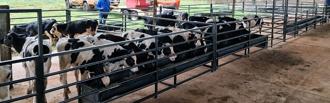 Feeding troughs for young cattle calves