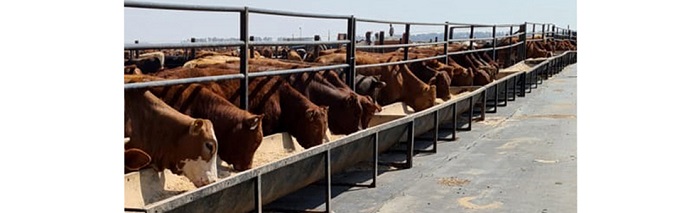Cattle feed troughs with frames for feed lot kraal