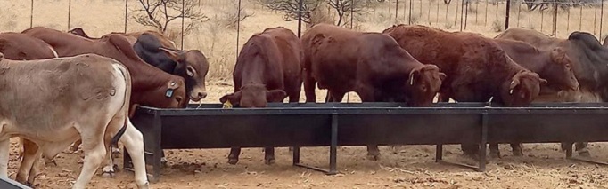 Cattle feed trough crip