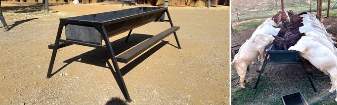 Goat feed troughs with step