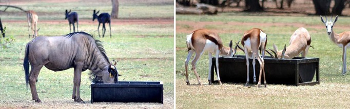 Wildlife feed troughs - steel frame and conveyor
