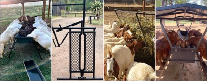 Goat feed troughs with lucerne basket foot dip handling work station with loadcell scale