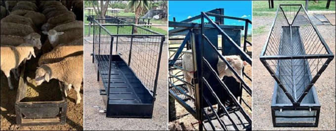 Sheep lambs feeding trough and handling equipment work station kraal chute