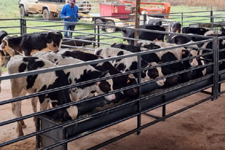 voerbakke vir kalwers 500 breed en 400 hoog