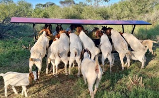 Voerbak met dak vir boer bokke