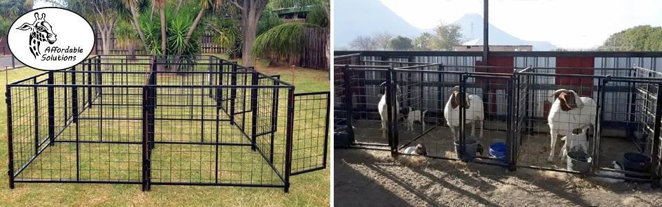 Boerbok lam hokke vir ooie en lammers