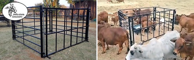 Kruip voer hekke vir kalwers en kruipvoer kraal